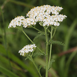 achillea millefolium alba